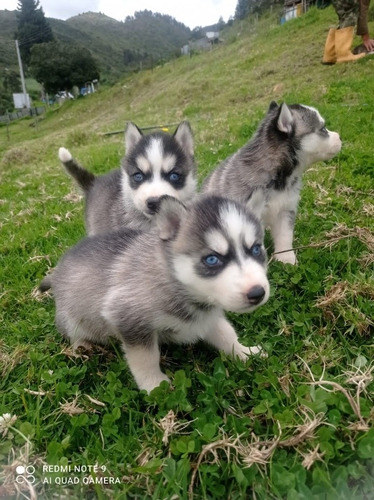 Cachorros Husky Siberiano 