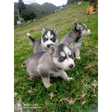 Cachorros Husky Siberiano 