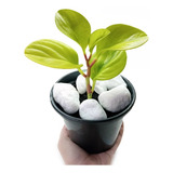 Muda De Peperomia Limão 15 À 20 Cm Com Pedras + Vaso Preto