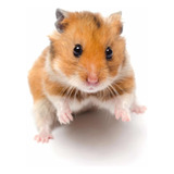 Hamster Sírio Filhote