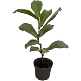 Ficus Lyrata