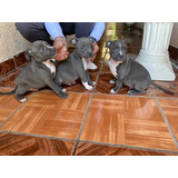 Hermosos Cachorros Pitbull Blue