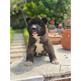 Perros Akita Americano Cachorros En Venta Cartagena