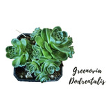 Greenovia Dodrentalis Suculenta Exotica + Semillas Mix