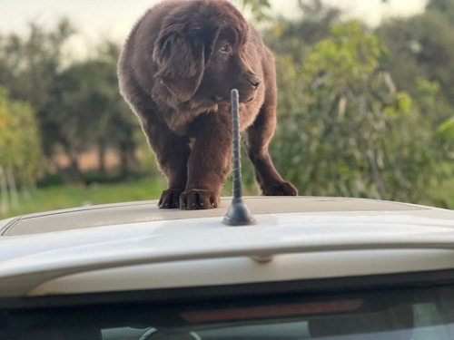 Cachorros Terranova Marrón Padre Importado Línea Gorila 