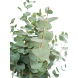 Arbolito De 1 Metro Eucalyptus Cinerea - Eucalipto Dolar