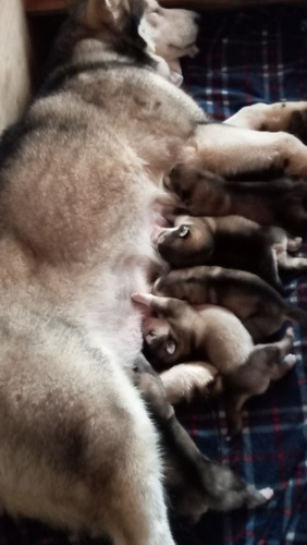 Hermosos Cachorros Alaskan Malamute Hijos De Campeones 