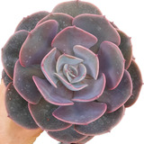 Planta Suculenta Echeveria Dusty Rose - Colorida Rosa