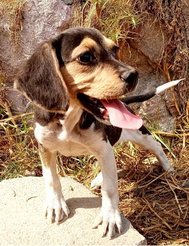 Cachorra Beagle Busca Casa