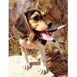 Cachorra Beagle En Adopción 