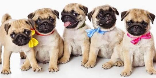 Hermosos Cachorros Pug  2 Meses