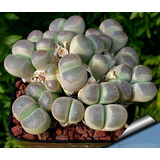 Semillas Cactus -  Lithops Olivcea