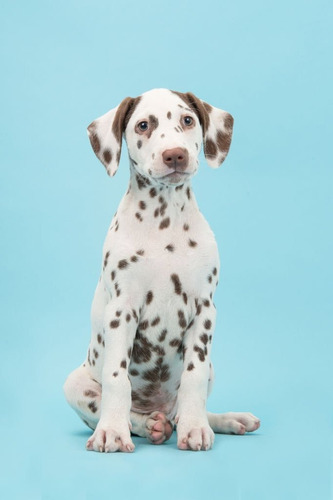 Perro Dalmata Perrito Puppy Cachorrito Dálmata Cachorro Dogs