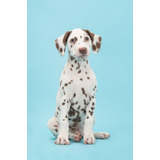 Perro Dalmata Perrito Puppy Cachorrito Dálmata Cachorro Dogs