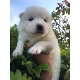 Hermosos Cachorros De Raza Samoyedo 