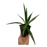 Sansevieria Parva Exotica, Sumala A Tu Cole