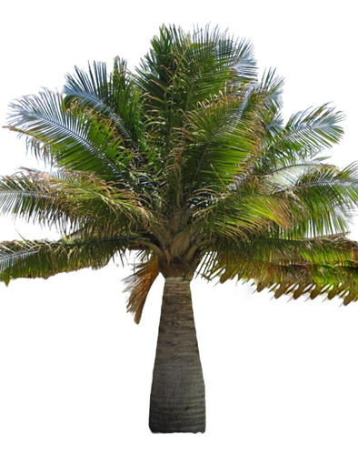 Palmera Majestuosa, Majestic Palm, Ravenea Rivularis Plantin