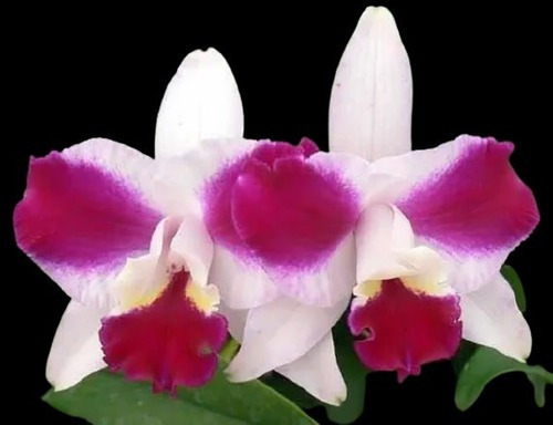 Lc Purple Cascade Beauty Of Perfume-257