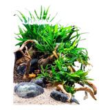 Planta Low Tech Para Aquario Kits  10 Plantas Abaixo