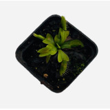 4 Cultivares Venus - Carnívora Vitroplant