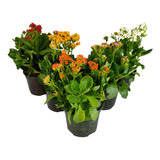 Kalanchoe (variedad Sencillo)