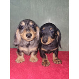 Dachshund  Salchicha Pelo Duro Miniatura  Machos Fca Bellos