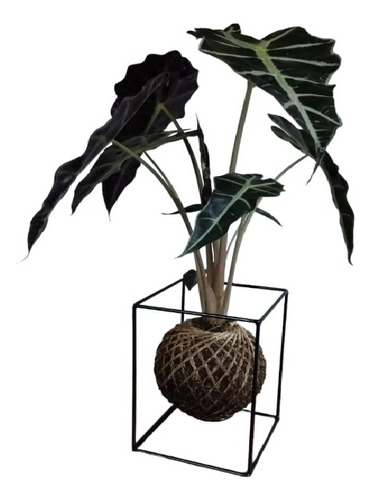 Kokedama Suporte Med Para Planta - Decoração Ferro Aramado 