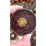 Drosera Pigmea Más Venus Atrapamoscas 