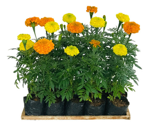 Kit 20 Mudas De Tagete Gigante - Cravo Da Índia - Tagetes