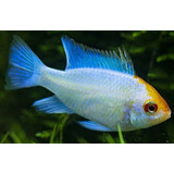 Ramirezi Eletric Blue Koi Fêmea 