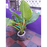 Planta Oreja De Elefante 1,5 Mtr En Stock Oferta Envios