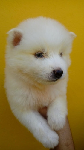 Cachorros Pomsky Mini Perros En Venta En Pereira Mascotas 