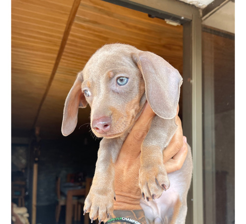 Dachshund Isabellas Hermosas !!