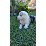 Cachorrito Border Collie Blue Merle 