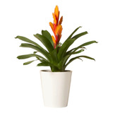 Bromelia Vriesea Naranja - Exótica Y Vibrante Decoración