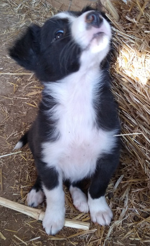 Border Collie. Negro Bicolor.