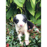 Cachorro Border Collie Tradicional Con Ojos Azules