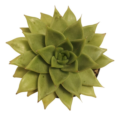 Suculenta Exótica - Echeveria Agavoides