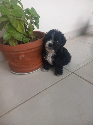 Cachorros Poodle Bogotá Animal Pets Colombia 