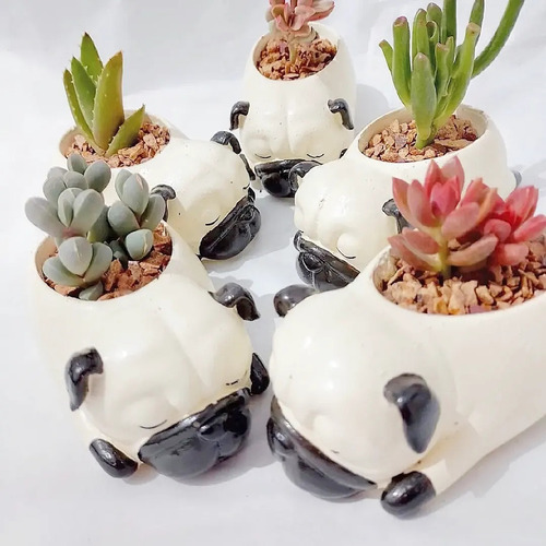 Pack 5 Mini Perros Pug Con Plantas Suculentas Variedades