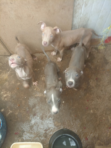 Cachorros Pit Bull  Blue Con American Stanfort Son 2 H Y 3 M