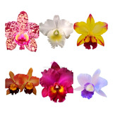 Mudas De Orquídeas Cattleya Kit Com 30 Mais Super Brinde Top