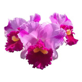 Orquídea Pink '' Dream Paradise Temptation '' Sem Juros