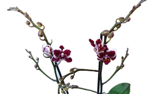 Planta De Orquídea Pequeña Enana En Macetero De Vidrio 