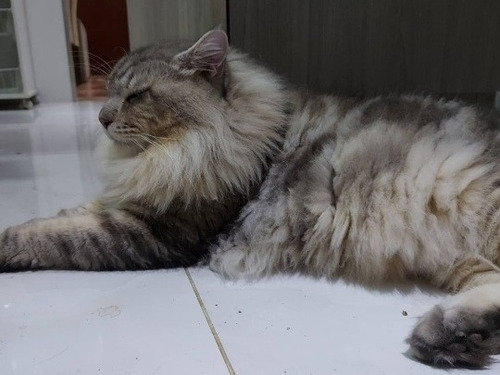 Maine Coon Inteiro Não Castrado 