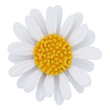 Broche Prendedor Girasol Oro 14k Laminado Varios Colores 