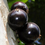 10 Sementes Orgânicas De Jabuticaba Gigante Olho De Boi 