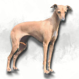 Galgo Italiano / Galguinho/ Lebrel / Italian Greyhound