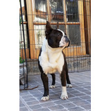 Boston Terrier, Cachorros Con Excelente Fca Plan Sanit. Full