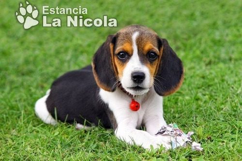 Cachorros Beagle 1